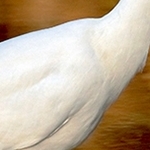 Grande aigrette IMG 6595